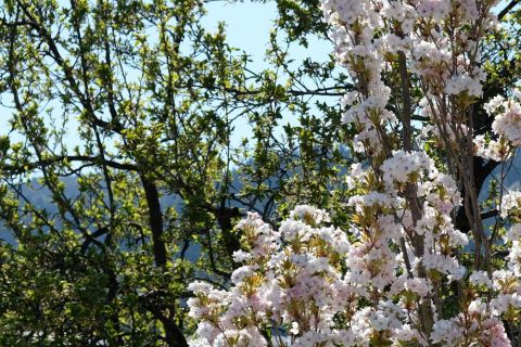 Blick auf Blüten am Baum